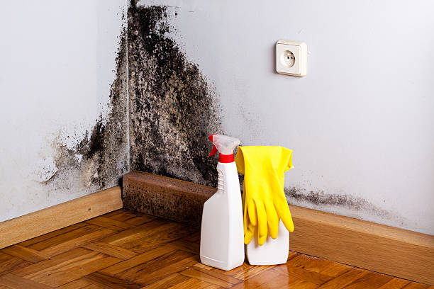 Best Mold Odor Removal Services  in Ossun, LA